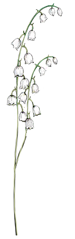 lily of the valley, may
