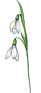 snowdrop, january