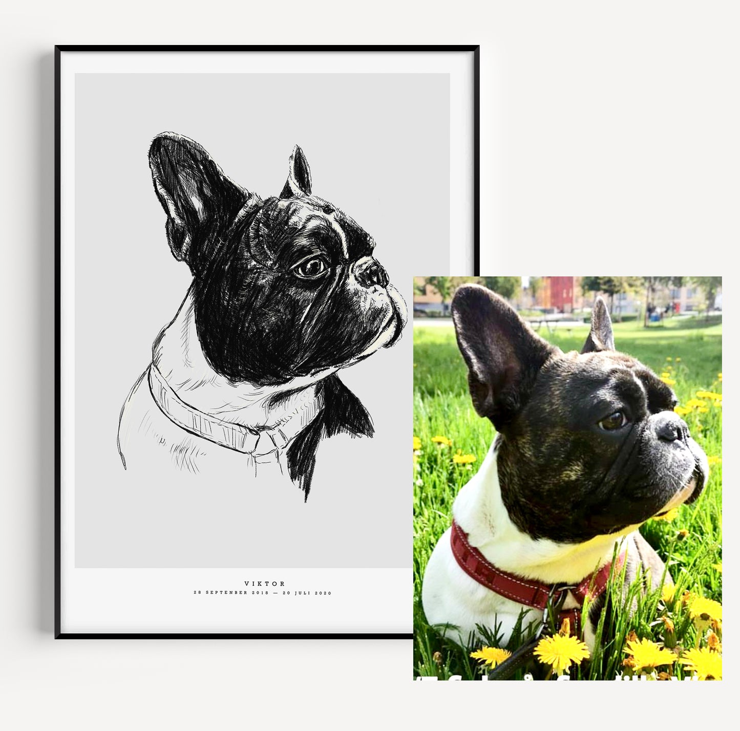 Handritat djurporträtt före och efter, med namn och personliga detaljer / Hand-drawn pet portrait before and after, personalized illustration with pet's name and details