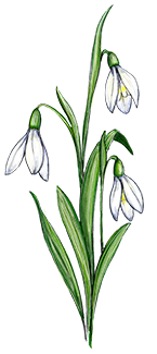 Snowdrop