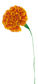 October birth flower – Marigold, hand-painted
