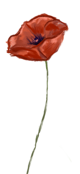 August birth flower – Poppy, hand-painted