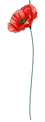 Augusti