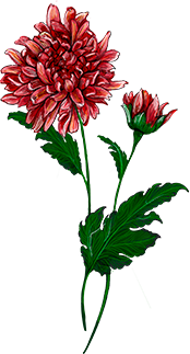 Chrysanthemum