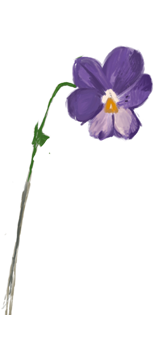 February birth flower – Violet, hand-painted