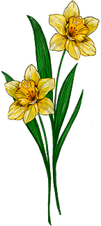 Daffodil