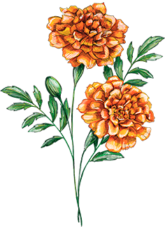 Marigold